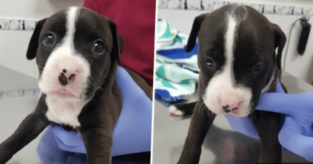 Unwanted Puppy Left Absolutely Heartbroken After Being ‘Thrown In Bin’ The Day After Christmas
