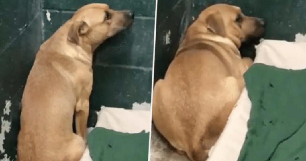 Dog Terrified After Family Abandons Him At Shelter For ‘Eating Trash’