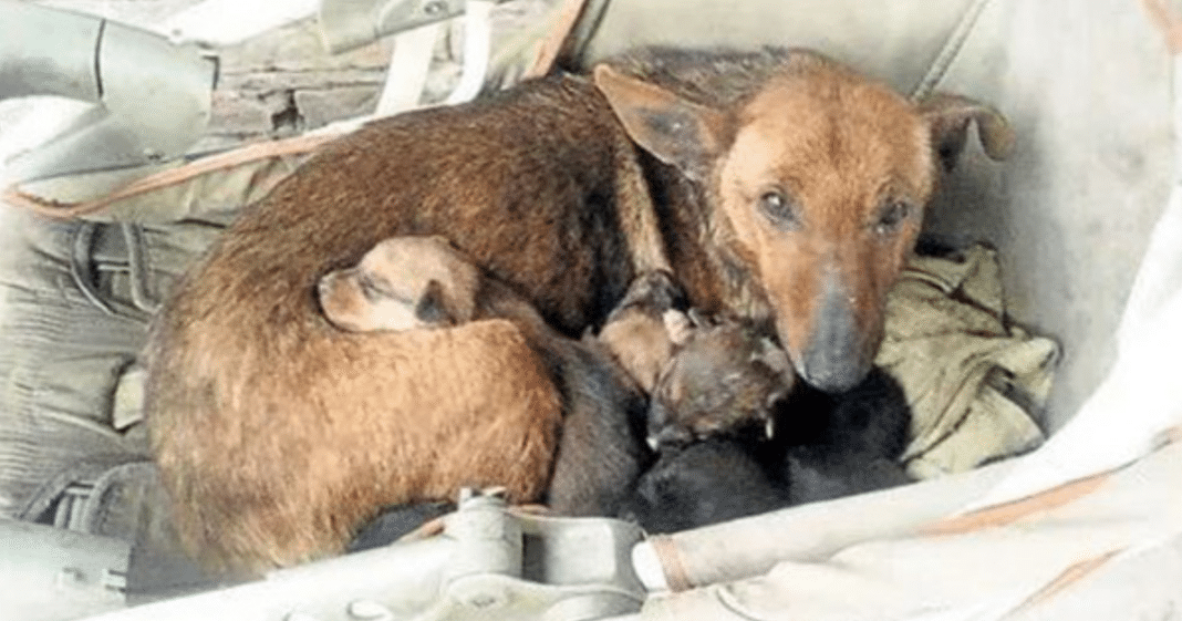 Woman sees a stray dog with 6 puppies – looks closer and spots tiny hand sticking up
