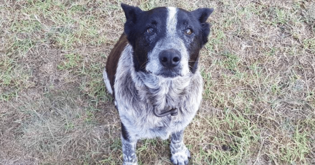 17-year-old dog loyally stays with age 3 girl lost in woods for more than 15 hours