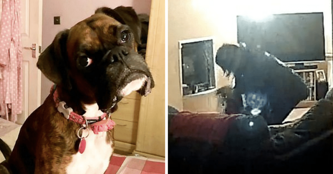 Professional dog walker gets her just deserts after sick abuse is caught on camera