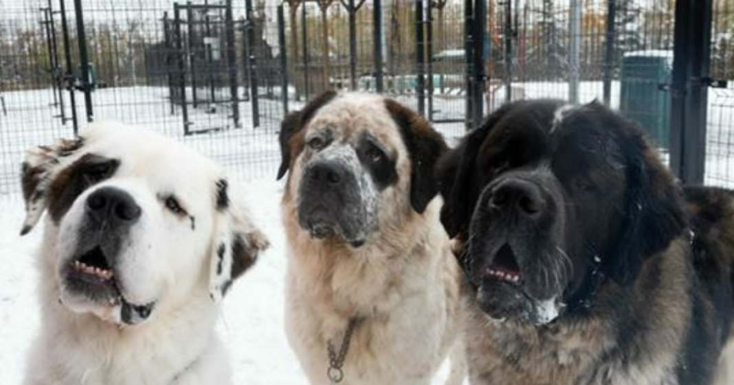 Inseparable St. Bernard trio dumped at shelter – staff is determined to find them forever home together