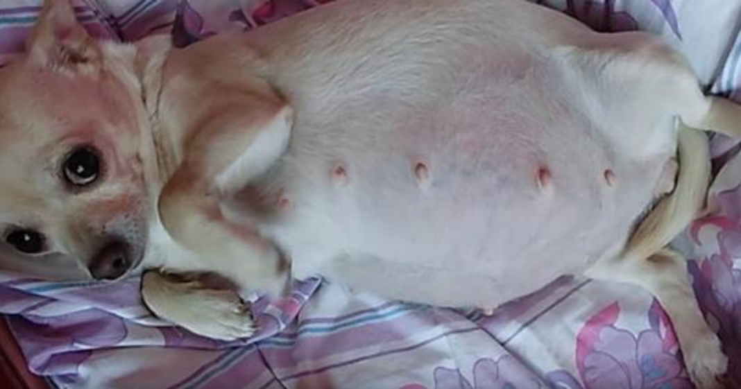After mama chihuahua with a massive belly goes into labor, baffled vets witness a record