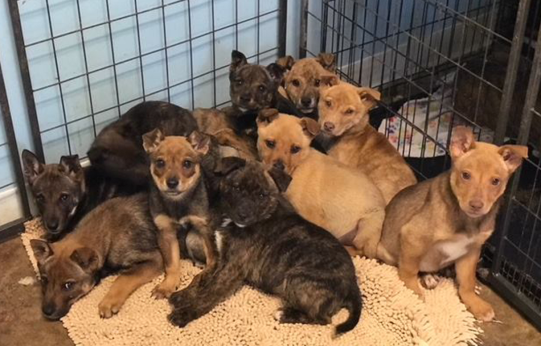 Puppies caught near the Animal Rescue Fund of Mississippi 