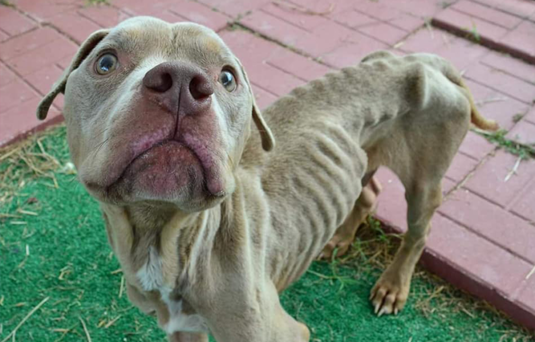 Kids discover pit bull abandoned in cage – starved for months and just days away from death