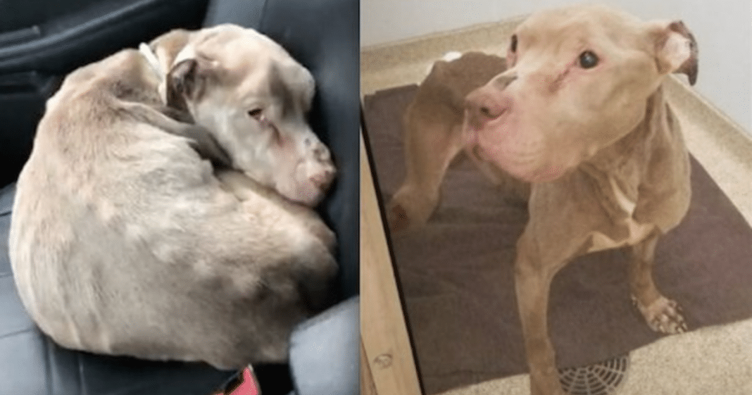 Woman holds dying shelter dog in her arms all night long so he won’t pass away alone