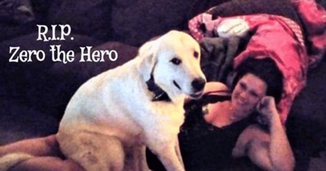 Hero dog dies after saving family from a gunman at a child’s birthday party