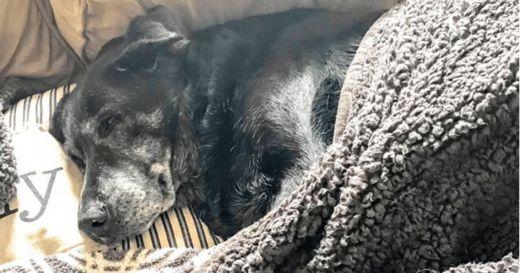 Grieving senior dog found next to dead owner’s side – she refused to leave