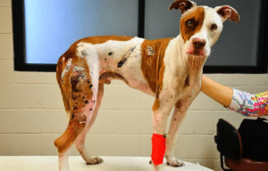 The dog has horrible burns on his torso and hind legs