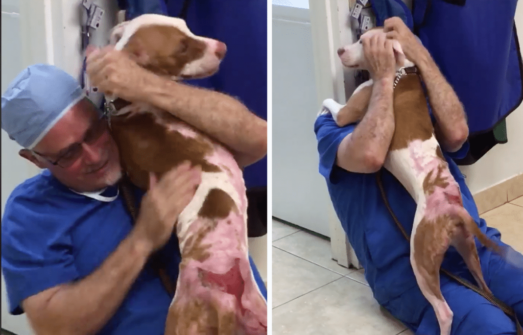 Dog tied to a tree and left in a fire – moment he reunites with vet who saved his life has us bawling