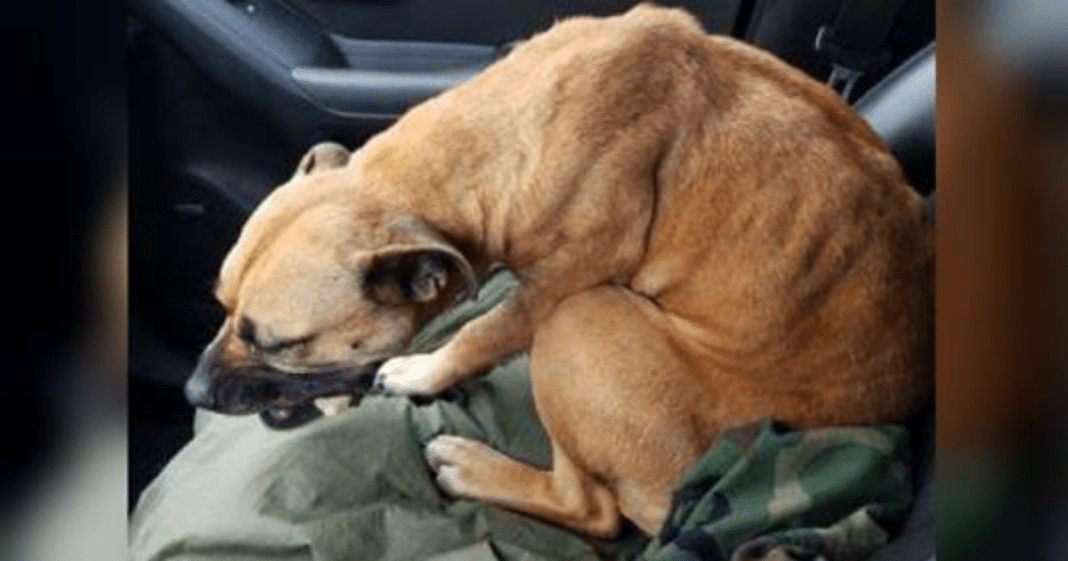 Skinny stray dog sees open car door and decides to jump in – only for her life to be changed forever