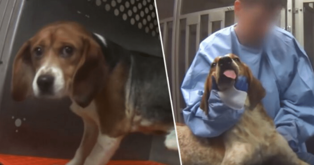 36 beagles that survived lab testing are looking for their forever homes – let’s spread the word