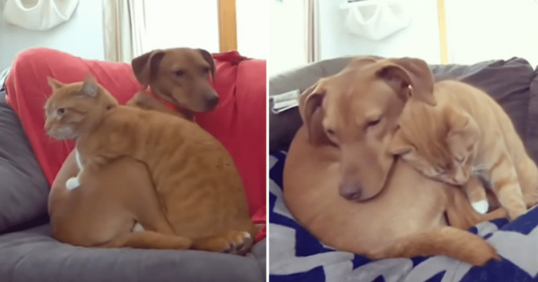 Watch: Hidden camera catches cat comforting anxious dog every day while their owners are at work