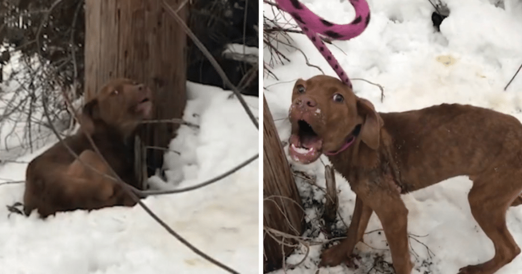 Injured puppy lets out desperate howl as rescuer finds it shivering next to a pole in the snow