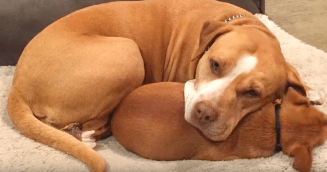Pit bull and chihuahua cry when separated at shelter – so rescuers take matters into own hands