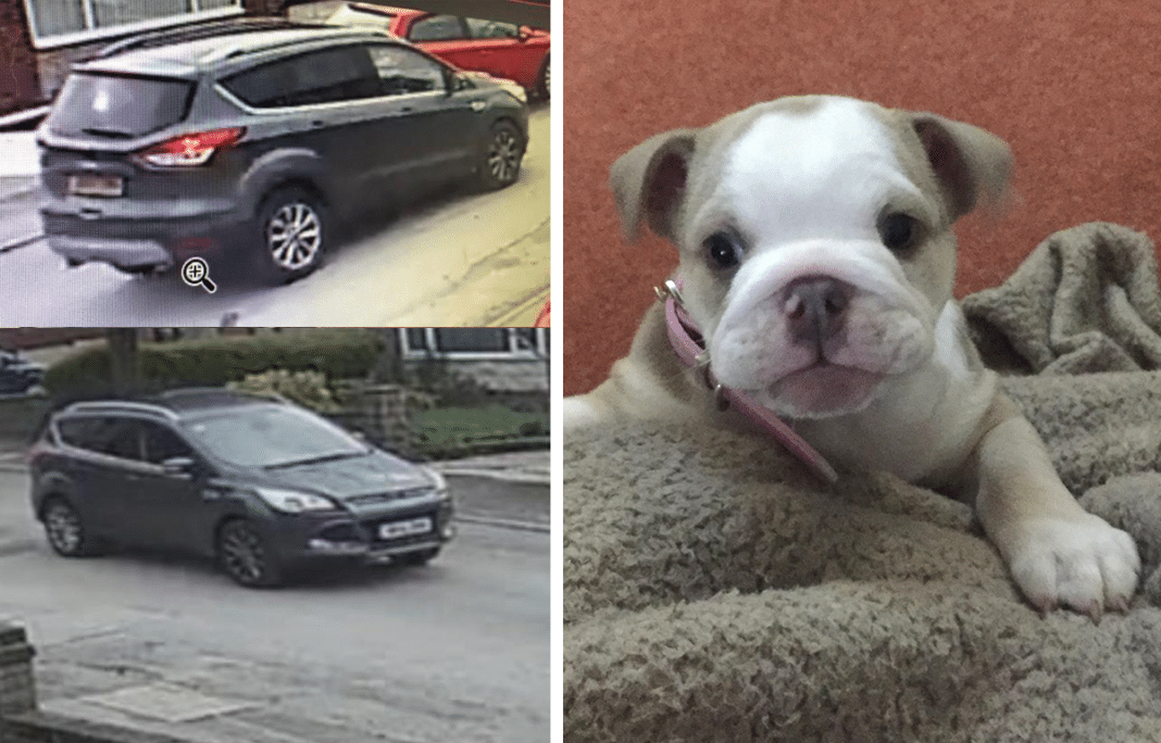 Wilma the English bulldog with the black Ford Kuga suspected to have carried the burglars