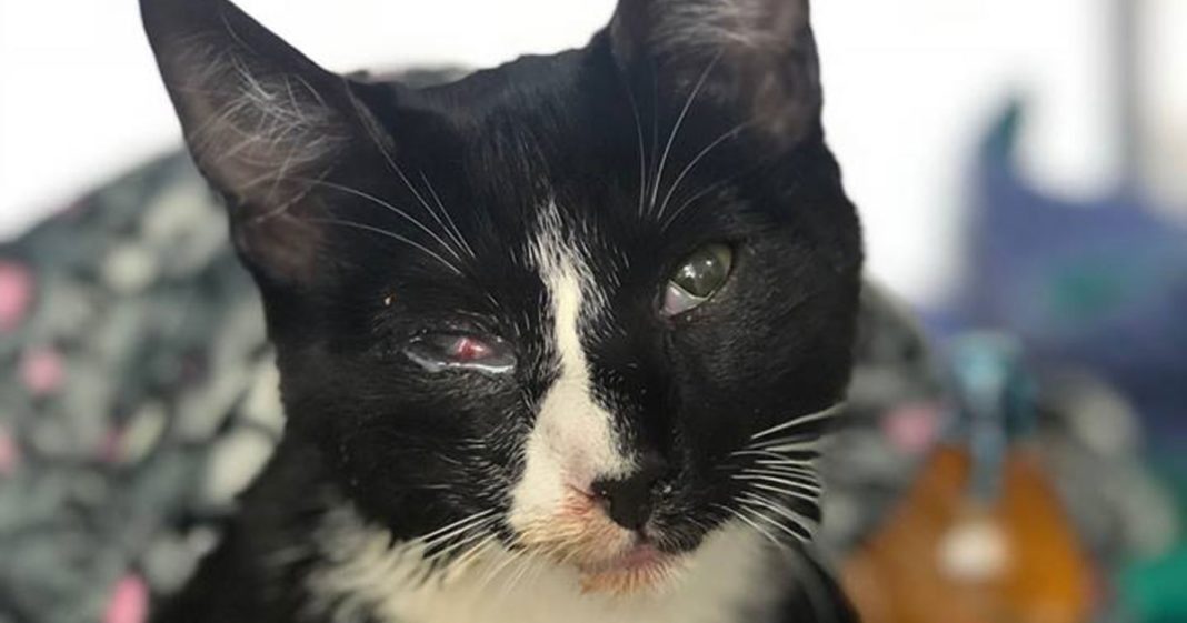Cat who snuck into family’s washing machine survives a full wash cycle with no broken bones