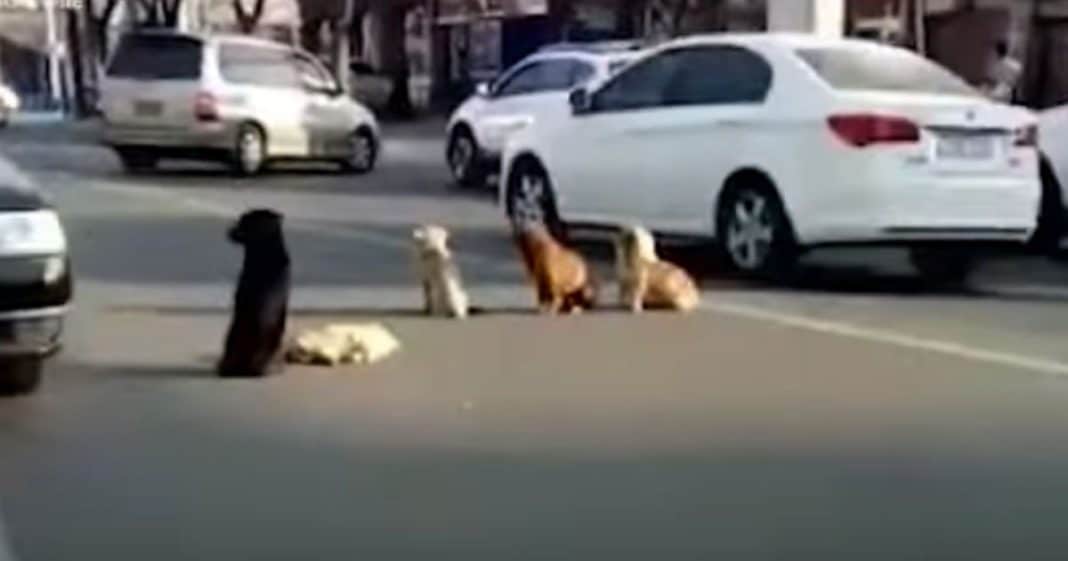 4 dogs block traffic – drivers realize they’re protecting body of friend that was hit by a car