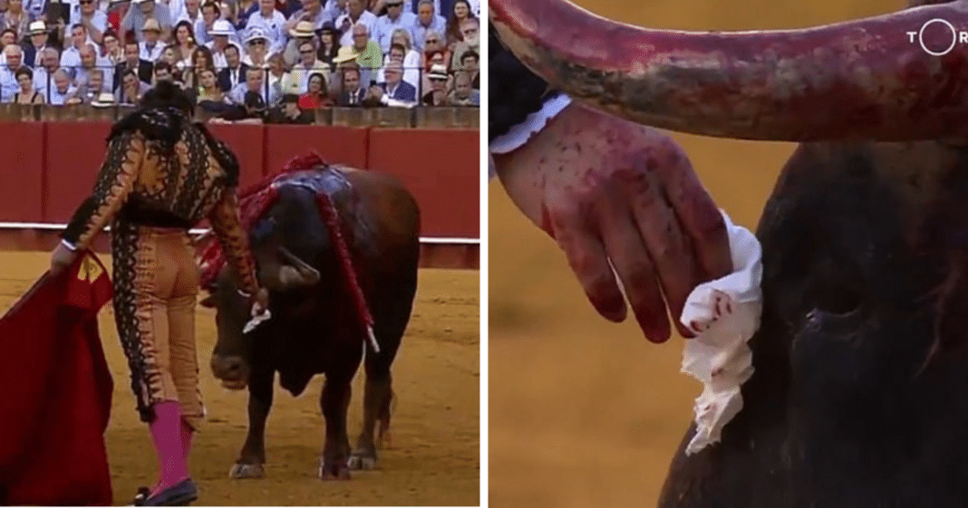 Matador bends over and wipes away ‘tears’ of bloodied bull before killing it