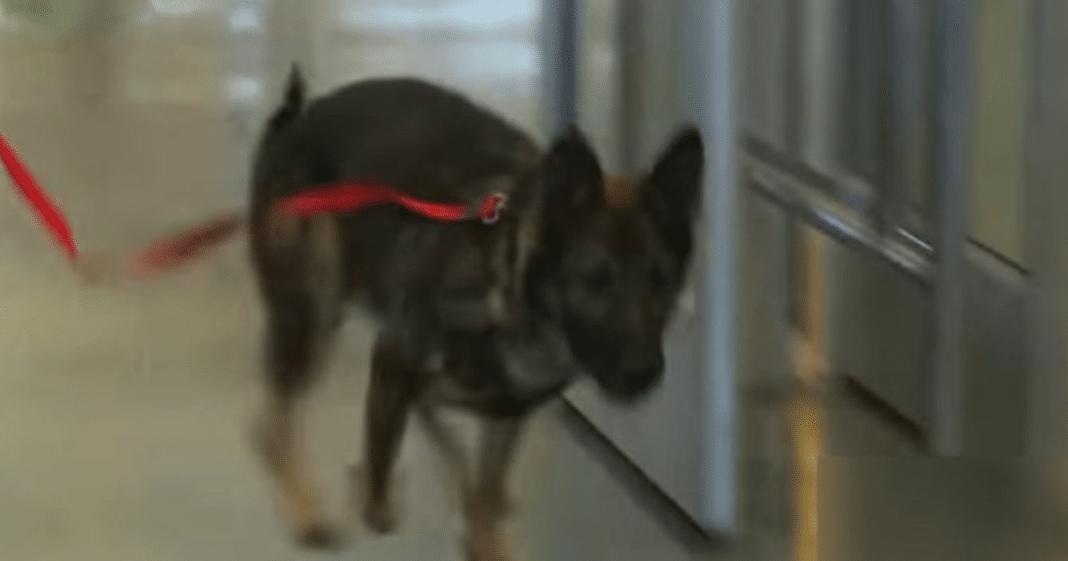 Dog charges toward soldier at airport, leaving innocent bystanders in tears