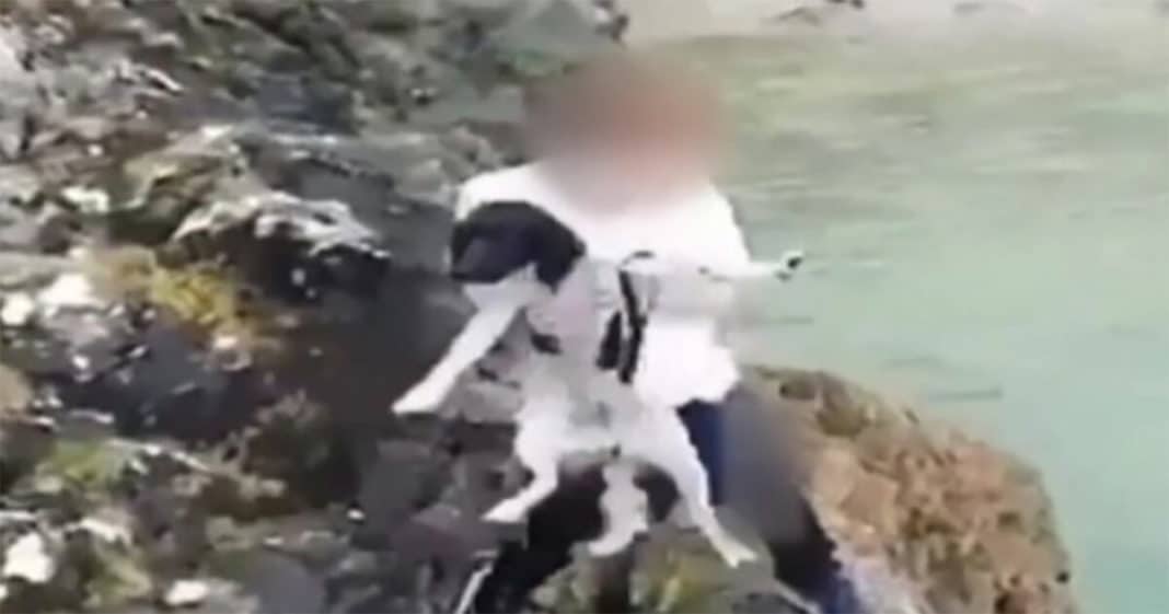 Police on hunt for monster who threw a terrified dog off cliff, while laughing friend filmed it
