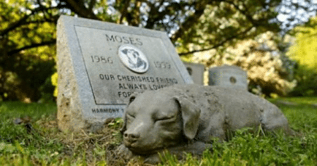 New law allows pets to be buried alongside their humans at cemeteries