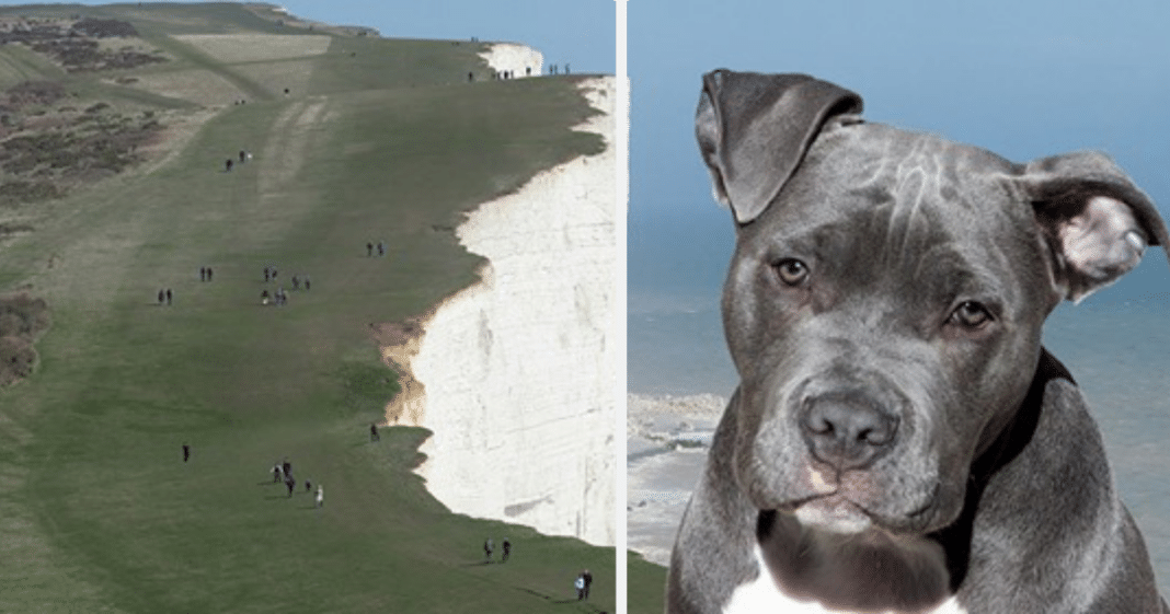 Pit bull saves 14-year-old girl from falling off deadly 60-foot cliff