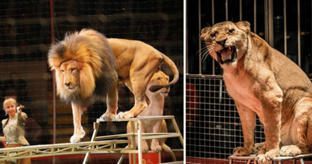 New law banning the use of wild animals in traveling circuses is introduced