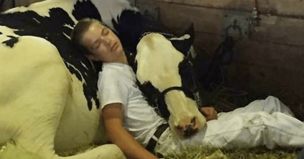 Teen and cow lose at state fair, take a nap together and win the hearts of millions instead