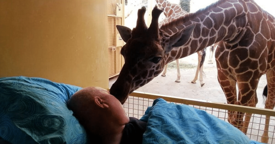 Heartbreaking moment a dying zoo worker received final goodbye kisses from giraffes