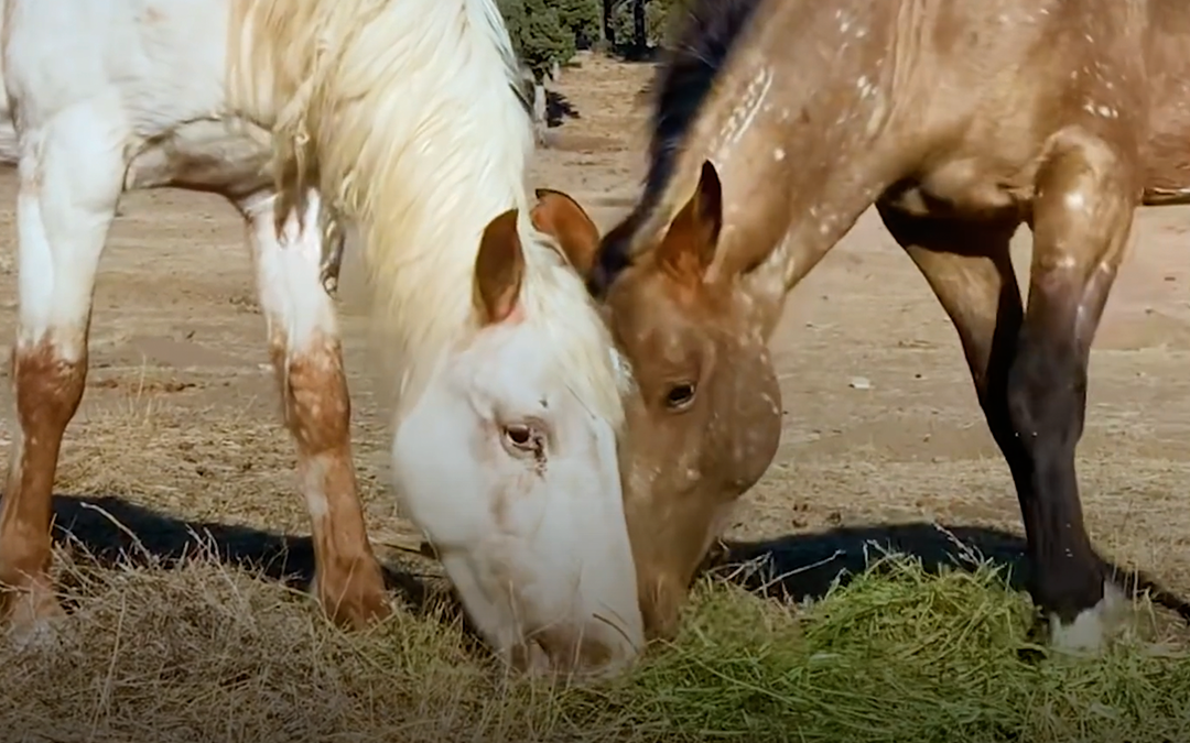 American Mustang Incredible Reaction After Hearing His Long-Lost Mare