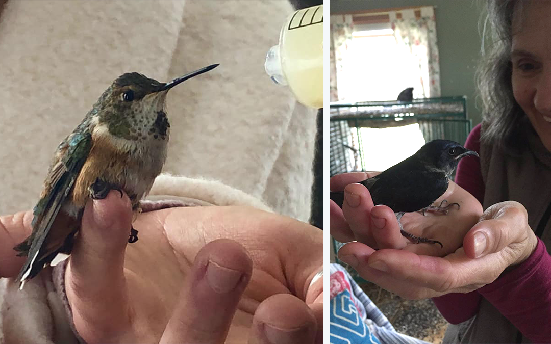 People are Flocking to Bird Rescues During the Pandemic