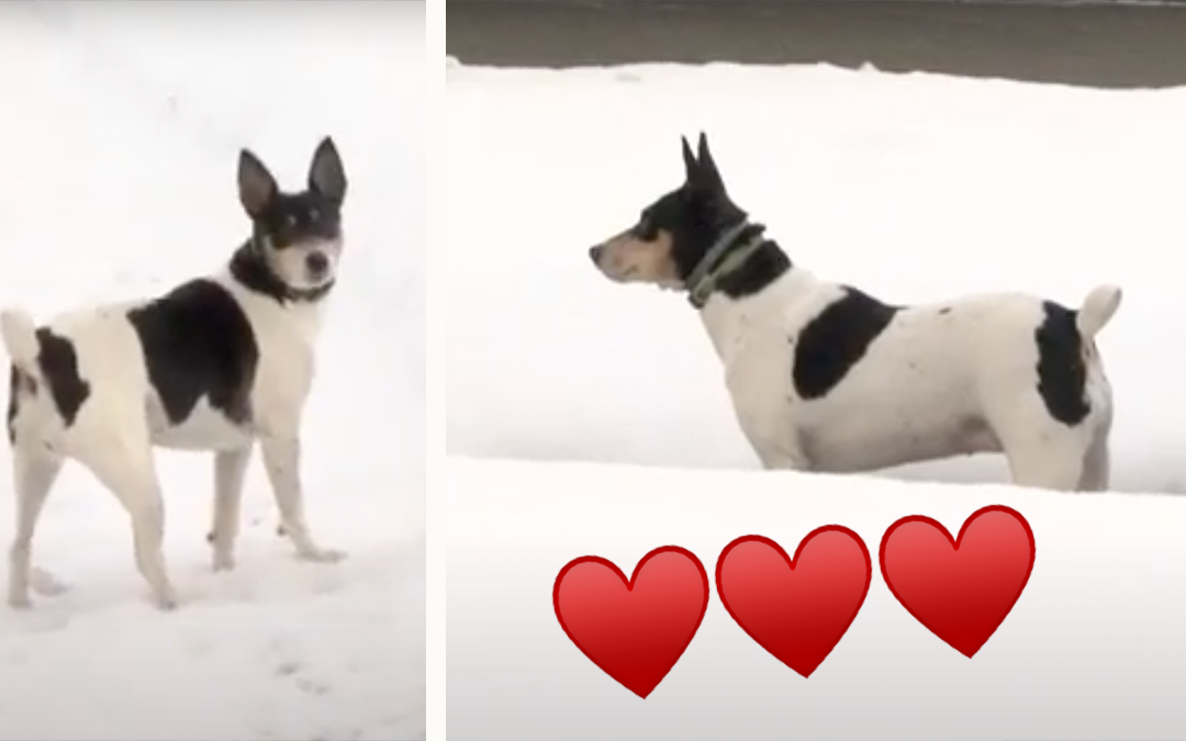 Rat Terrier Named Lyric Saves Man from Freezing – Named City Hero