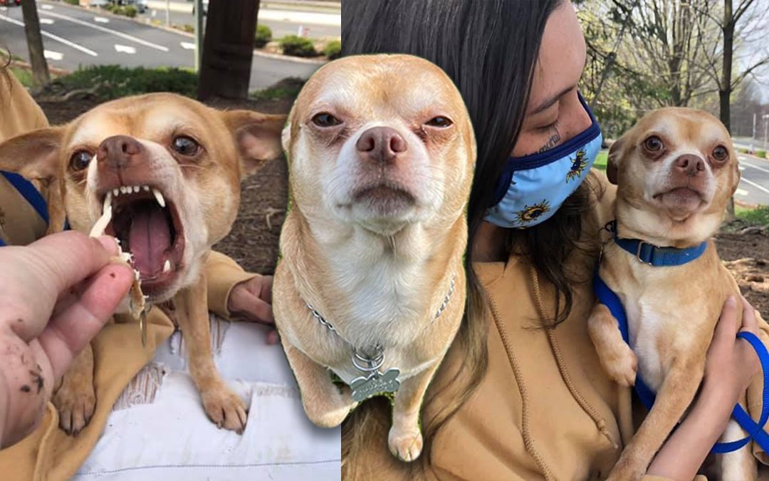 Foster Mom Shares Story About Prancer, a Man-Hating Demon Chihuahua